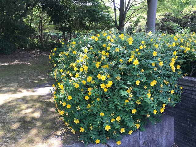 Millepertuis arbustif en fleurs, Hypericum calycinum