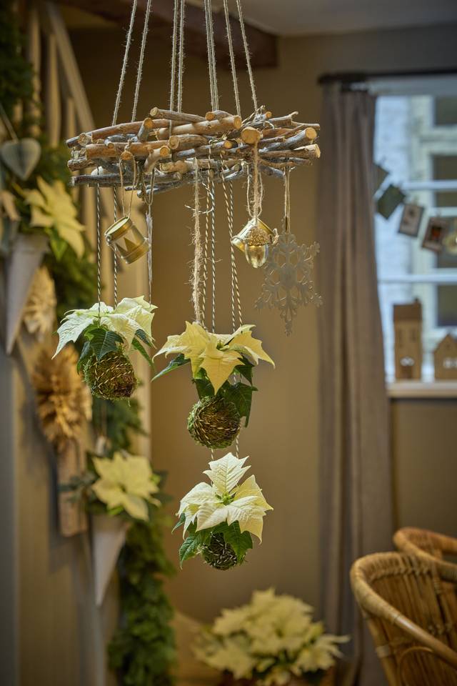 Kokedamas avec poinsettias