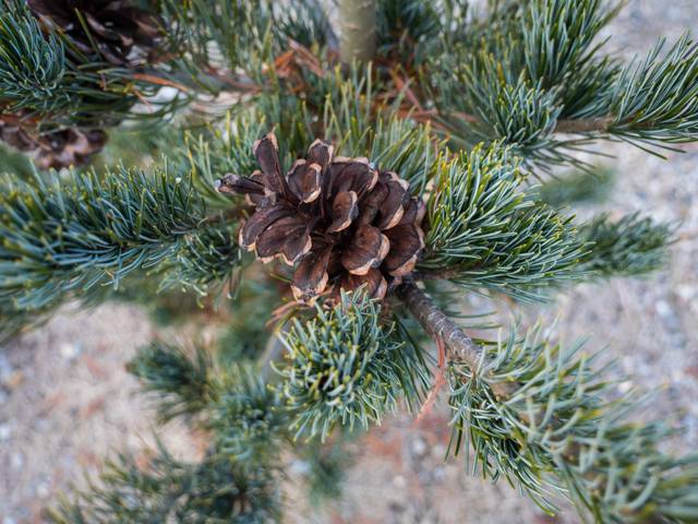 Pinus parviflora 'Glauca'