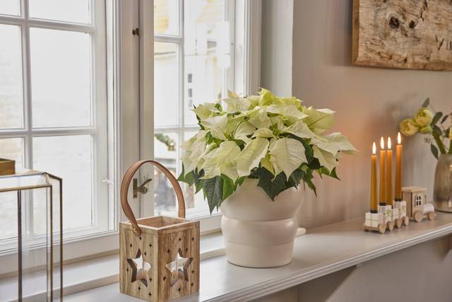 Poinsettia blanc derrière une fenêtre