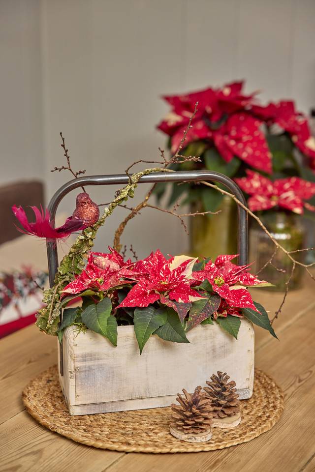 Mini poinsettias en caissette, pour centre de table ou déco à poser
