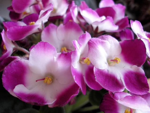 Saintpaulia fleurs panachées