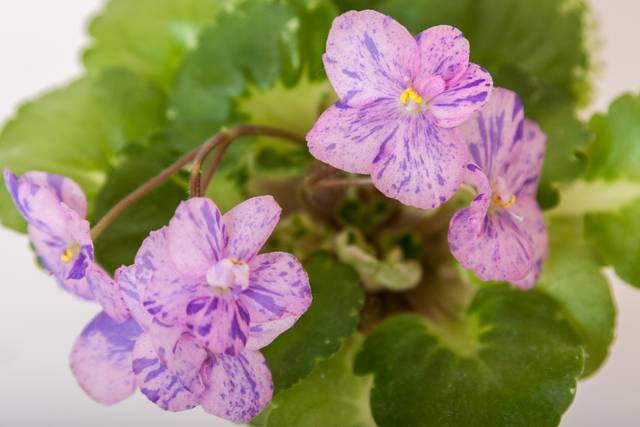 Saintpaulia Shirl's Pip Squeak Sanders