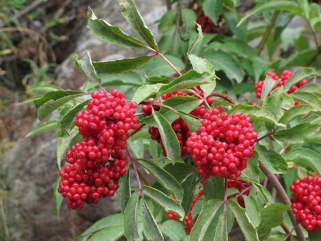 Sambucus racemosa, sureau à grappes : baies rouges