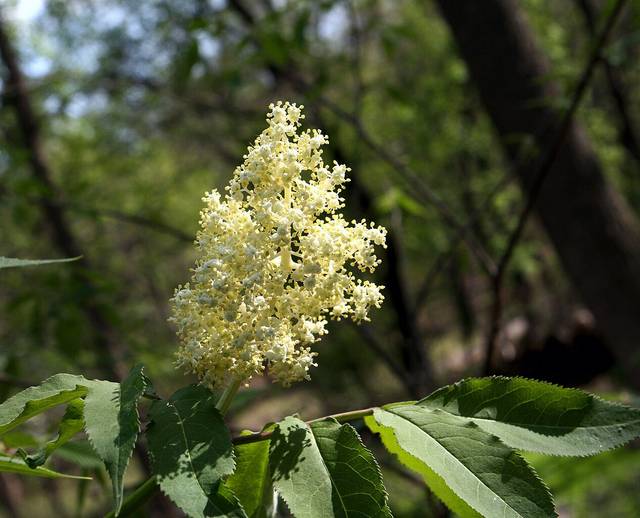 Sambucus racemosa : fleurs