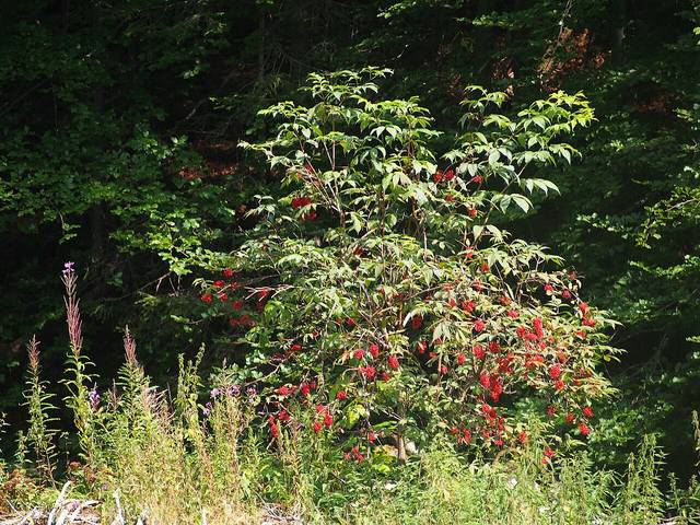 Sureau rouge, sureau à grappes