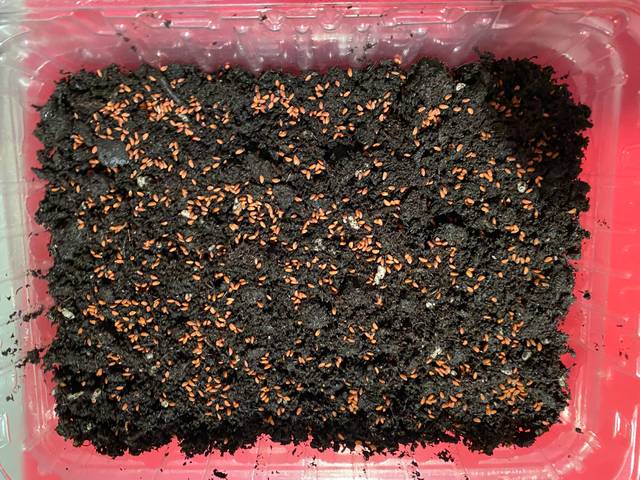 Test du compost avec des graines de cresson alénois - Tauralbus / flickr.com