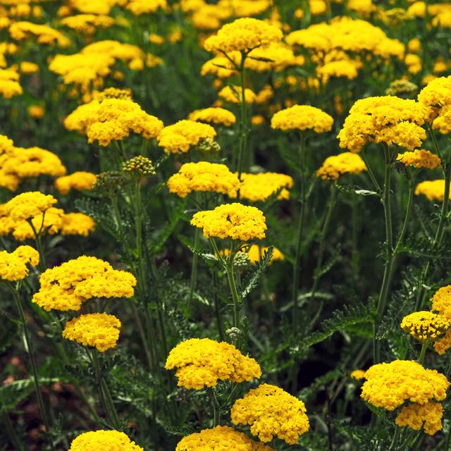 Achillea filipendulina 'Cloth of Gold' (AngieC / Adobe Stock)
