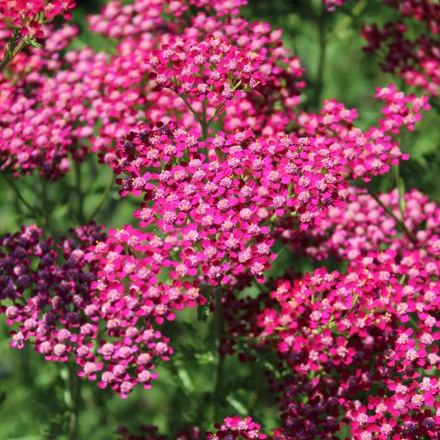 Achillea millefolium 'Cassis' (Nicole / Adobe Stock)