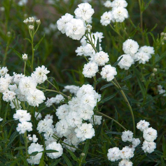 Achillea ptarmica 'Boule de Neige' (HVPM dev / Adobe Stock)
