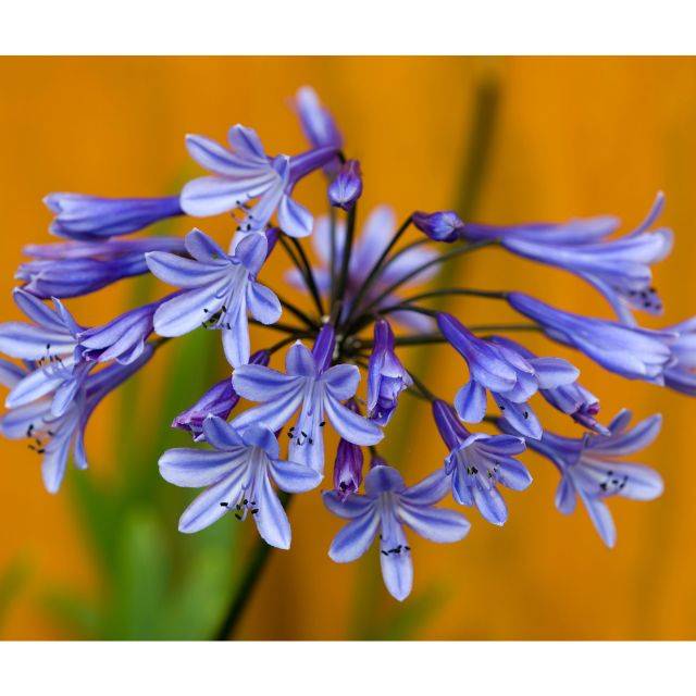 Agapanthus 'Dr Brouwer' (eelnosiva / Adobe Stock)
