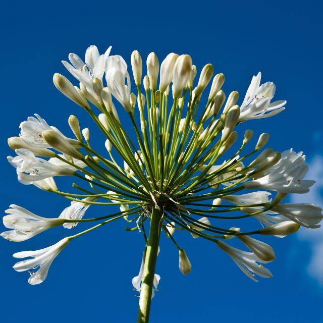 Agapanthus 'Polar Ice' (Gabriel Cassan / Adobe Stock)