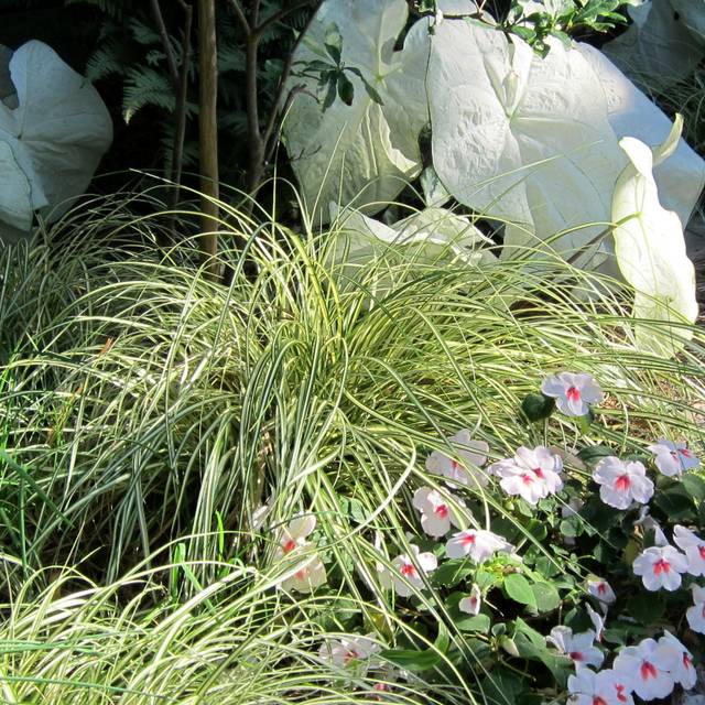 Carex oshimensis 'Evergold' (cultivar413 / flickr.com)