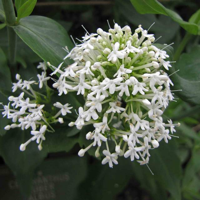 Centranthus ruber 'Albus' (Valériane) (HQ)