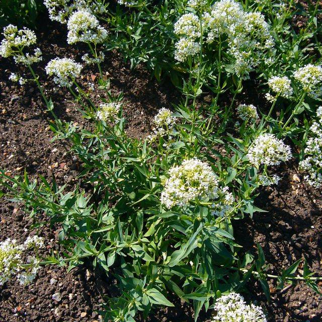 Centranthus ruber 'Albus' (Valériane) (Magnus Manske / wikimedia.org)