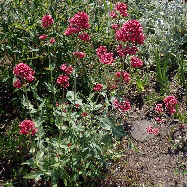 Centranthus ruber 'Coccineus' (Valériane) (Salicyna / wikimedia.org)