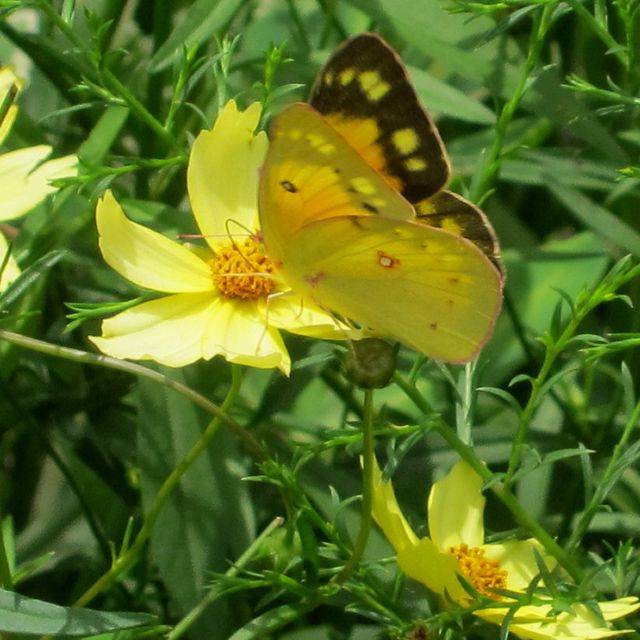 Coreopsis 'Full Moon'® (K M / flickr.com)