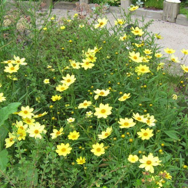 Coreopsis 'Full Moon'® (D M / flickr.com)