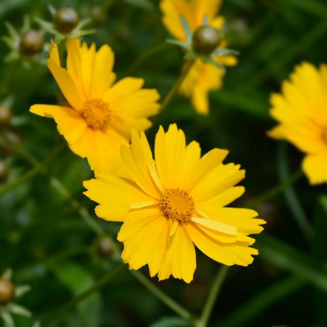 Coreopsis grandiflora 'Sonnenkind' (nahhan / Adobe Stock)