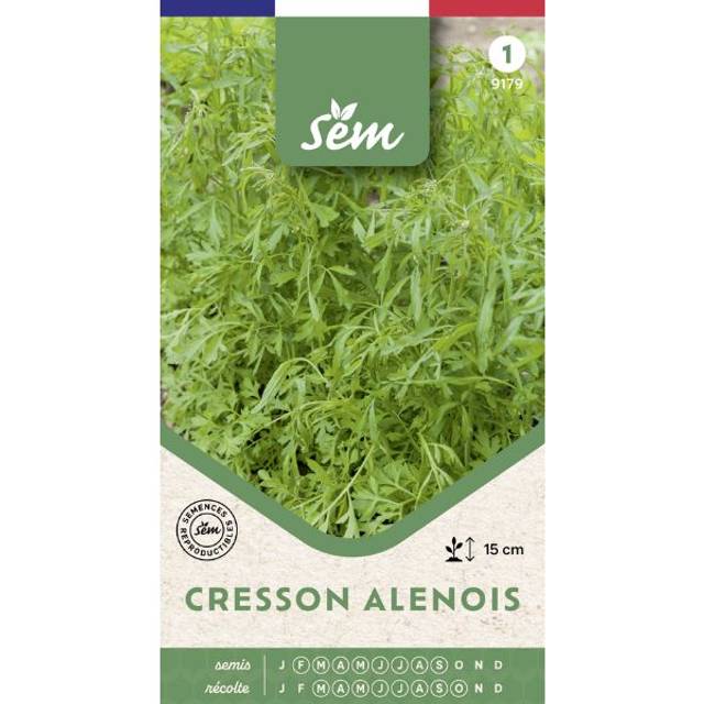 Cresson alénois