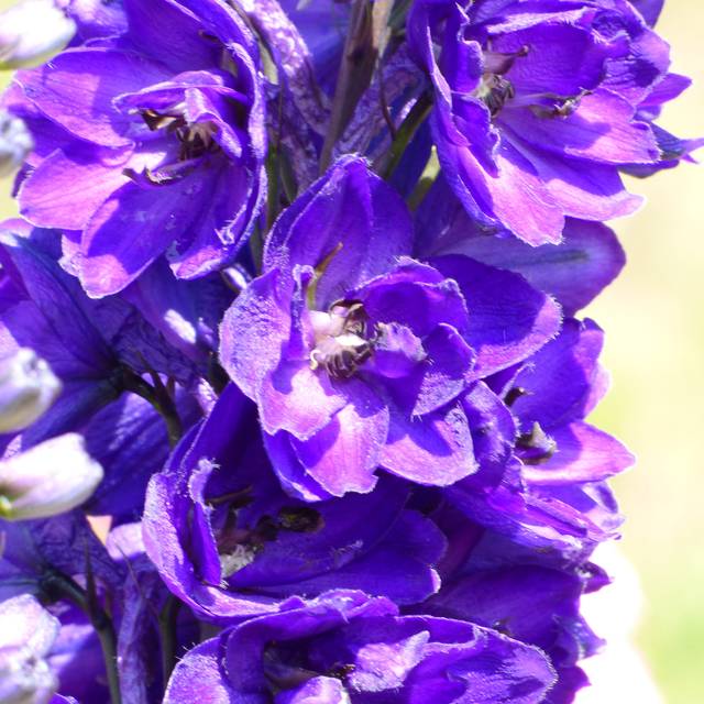 Pied d'Alouette 'Black Knight' - Delphinium (Niepokój Zbigniew / wikimedia.org)