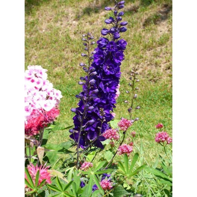 Pied d'Alouette 'Black Knight' - Delphinium (Niepokój Zbigniew)