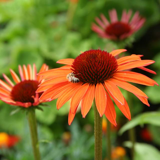 Echinacée 'Hot Summer'® (Marie-Elise LIENNARD)