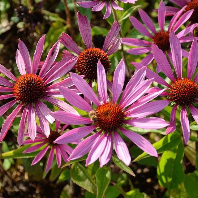 Echinacea purpurea 'Maxima' (JAG IMAGES / Adobe Stock)