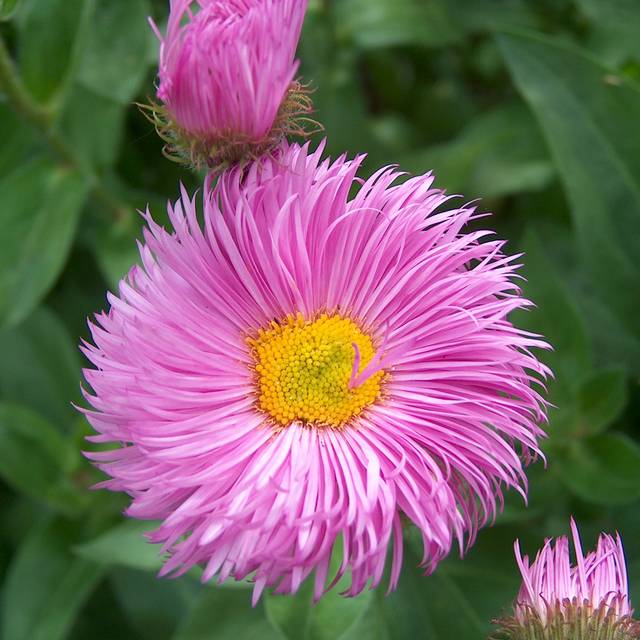 Erigeron 'Rosa Juwel' (Anneli Salo / wikimedia.org)