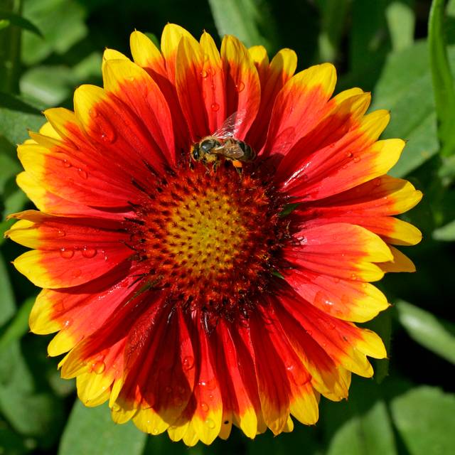 Gaillardia 'Kobold' (imageBROKER / Adobe Stock)