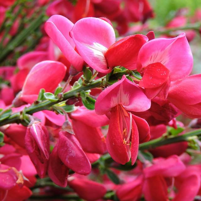 Cytise 'Boskoop Ruby' (Petr Beránek / flickr.com)