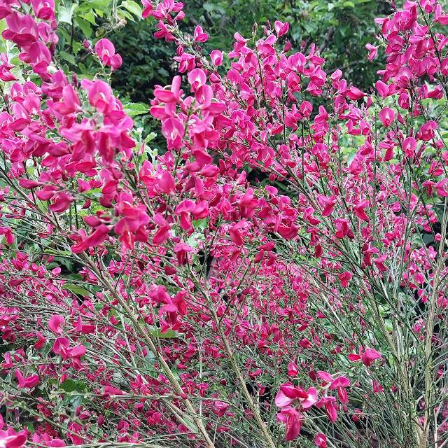 Cytise 'Boskoop Ruby' (Cytisus scoparius) (John Malone / flickr.com)