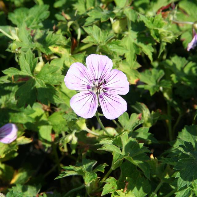 Géranium vivace 'Silvia's Surprise'® (Marie-Elise Liennard)
