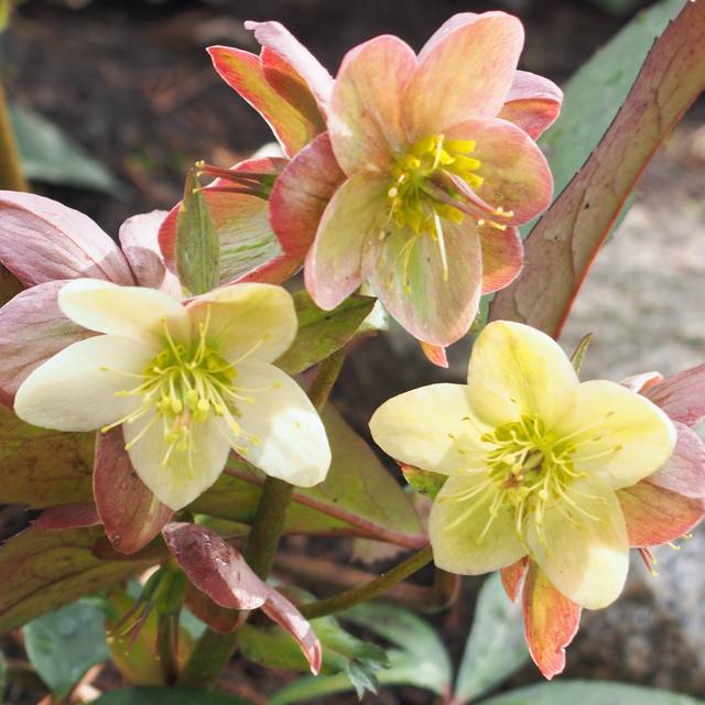 Helleborus ballardiae 'Candy Love' (Agnieszka Kwiecie?, Nova / wikimedia.org)