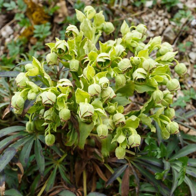 Helleborus foetidus (Schlesier / Adobe Stock)