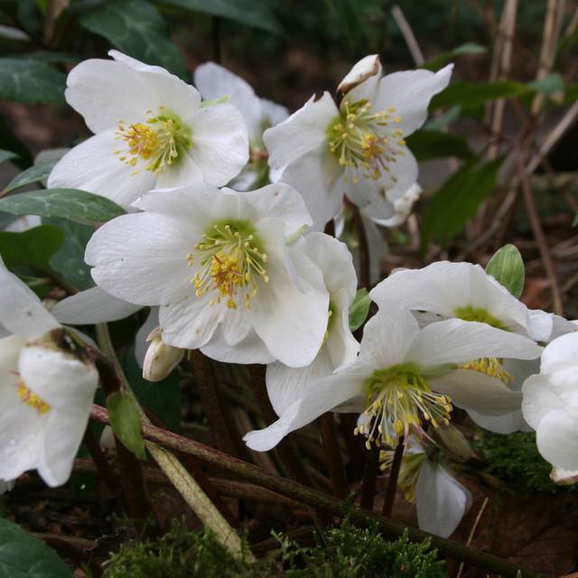 Helleborus niger - Rose de Noël (alehuener / Adobe Stock)