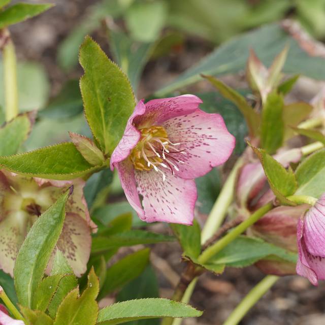 Helleborus orientalis 'Pink Spotted Lady' (Marc / Adobe Stock)
