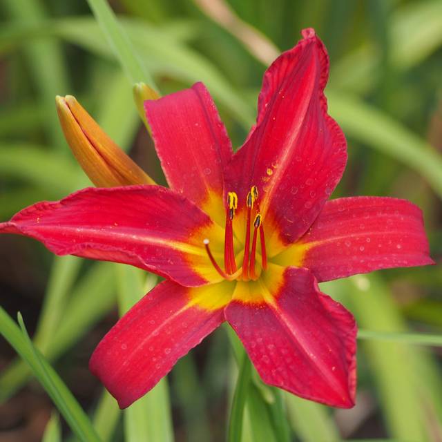 Hemerocallis 'Alan' (Agnieszka Kwiecie?, Nova / wikimedia.org)