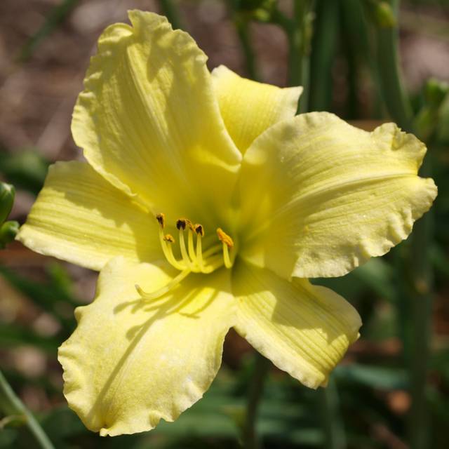 Hemerocallis 'Alice in Wonderland' (F. D. Richards / flickr.com)