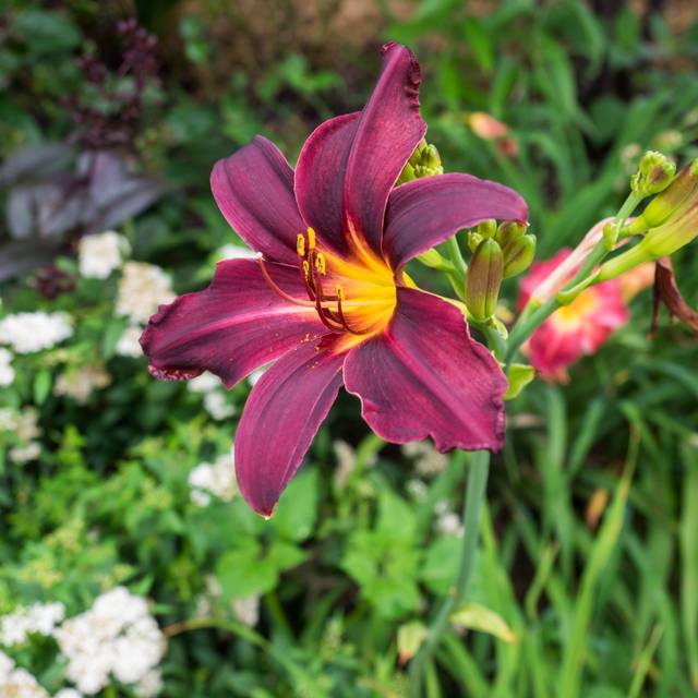 Hemerocallis 'American Revolution' (F. D. Richards / flickr.com)