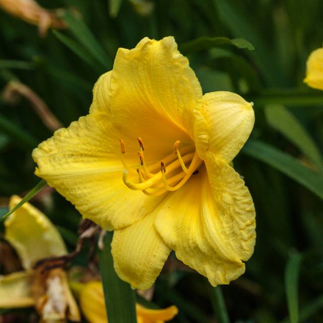 Hemerocallis 'Happy Returns' (Dominicus Johannes Bergsma / wikimedia.org)