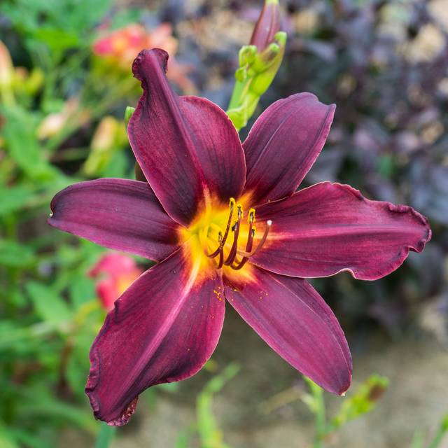 Hemerocallis 'American Revolution' (F. D. Richards / flickr.com)