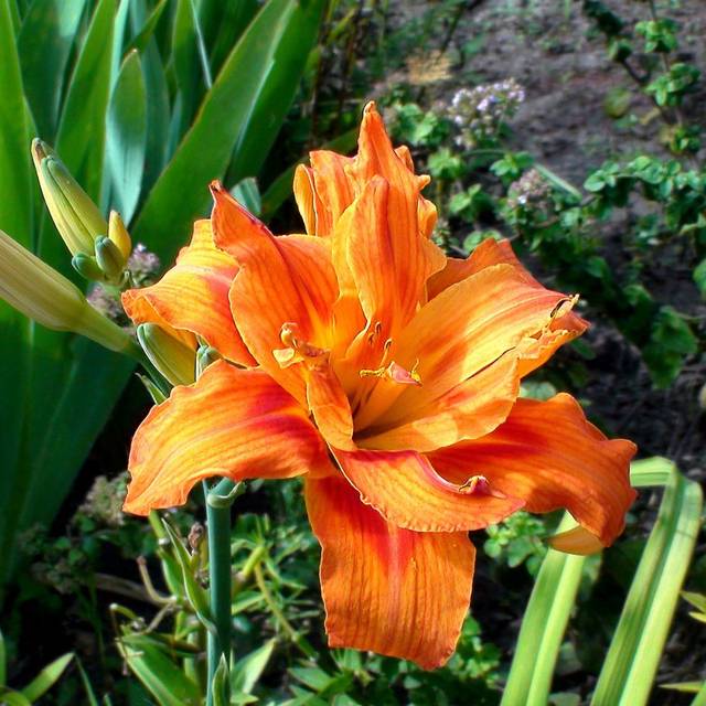 Hemerocallis 'Apricot Beauty' (steadb / Adobe Stock)