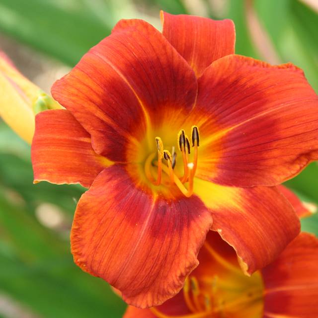 Hemerocallis 'Holiday Delight' (Marie-Elise Liennard)