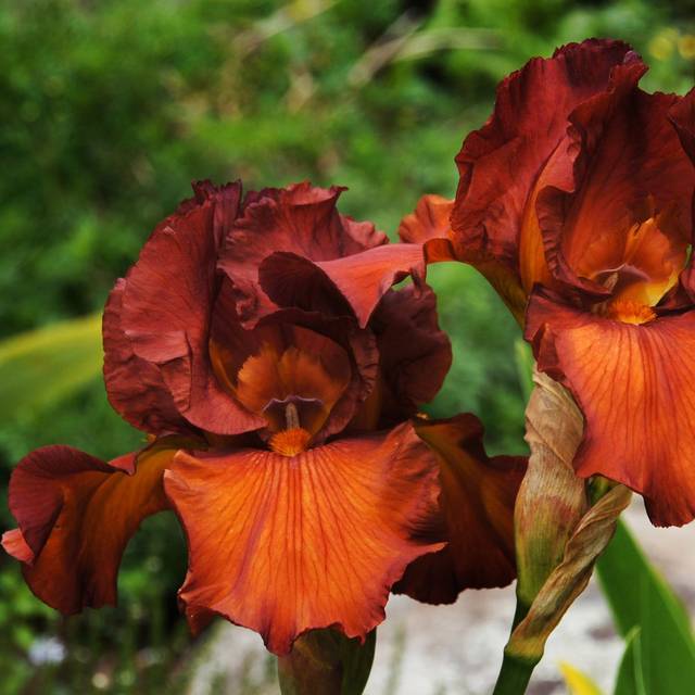 Iris des Jardins 'Dutch Chocolate' (Bernard Spragg. NZ)