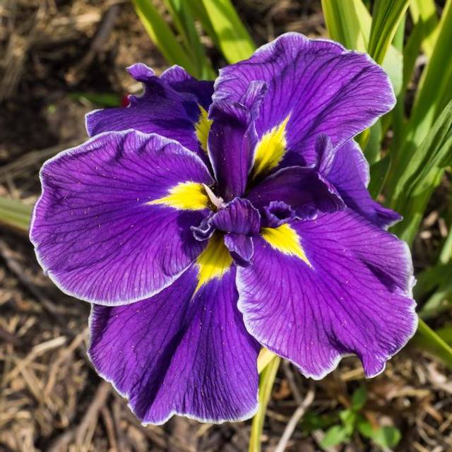 Iris ensata 'Crystal Halo' (F. D. Richards / flickr.com)