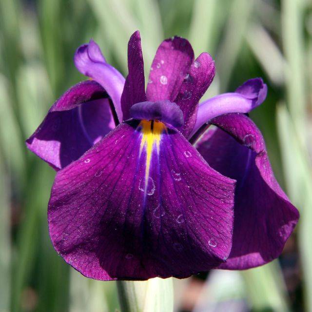 Iris ensata 'Variegata' (David J. Stang / wikimedia.org)