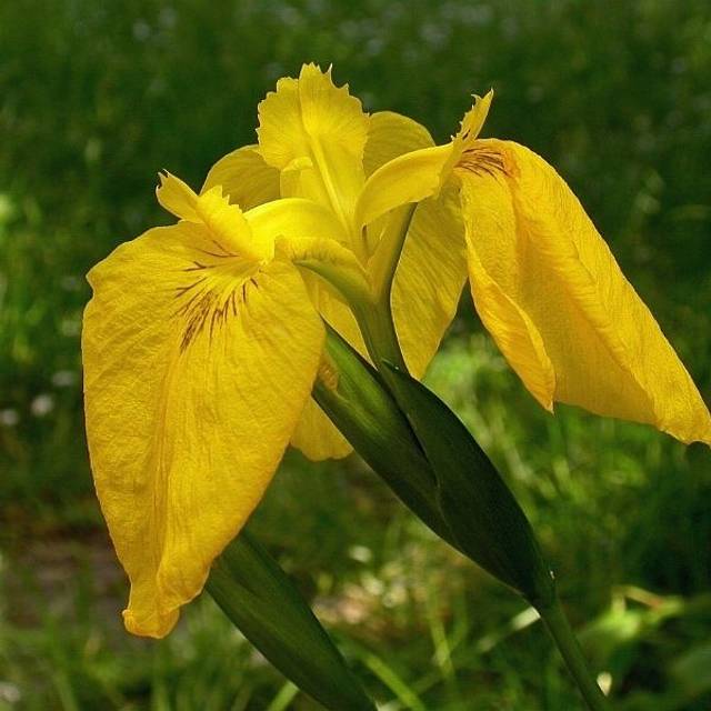 Iris pseudacorus (Jean-Jacques MILAN / wikimedia.org)