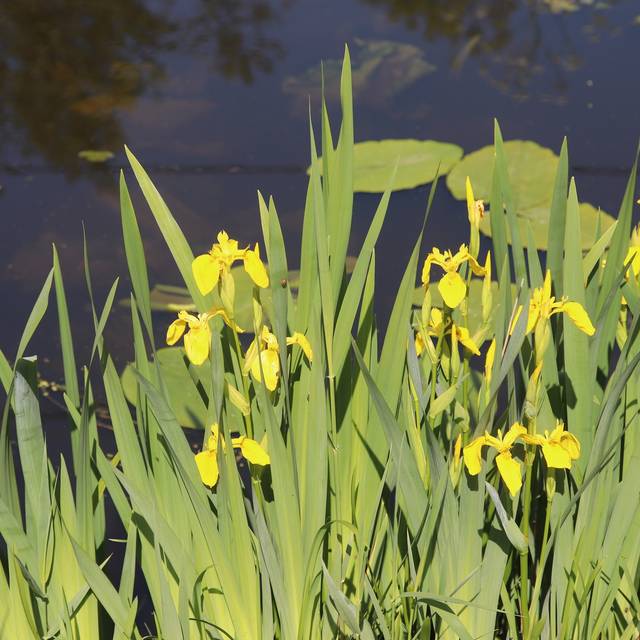 Iris pseudacorus (Michel Langeveld / wikimedia.org)