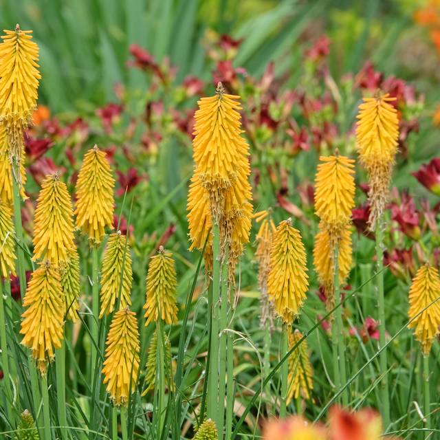 Kniphofia 'Mango Popsicle' (Alexandra / Adobe Stock)